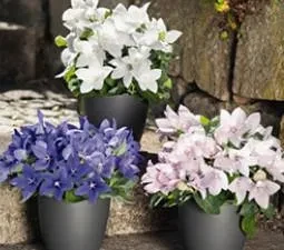 Pop Star™ - Platycodon grandiflorus Flower Pop Star™ - Platycodon grandiflorus