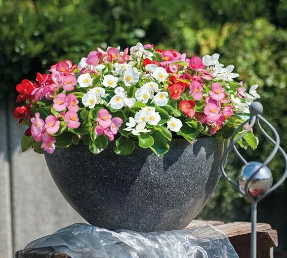 Sprint Plus Sprint Plus in a pot in the garden