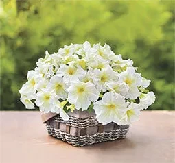 Flower SUCCESS!® 360° Light Yellow - Petunia x hybrida grandiflora