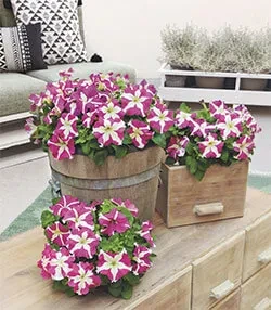 Flower SUCCESS!® HD Rose Star - Petunia x hybrida grandiflora - Fleuroselect Winner