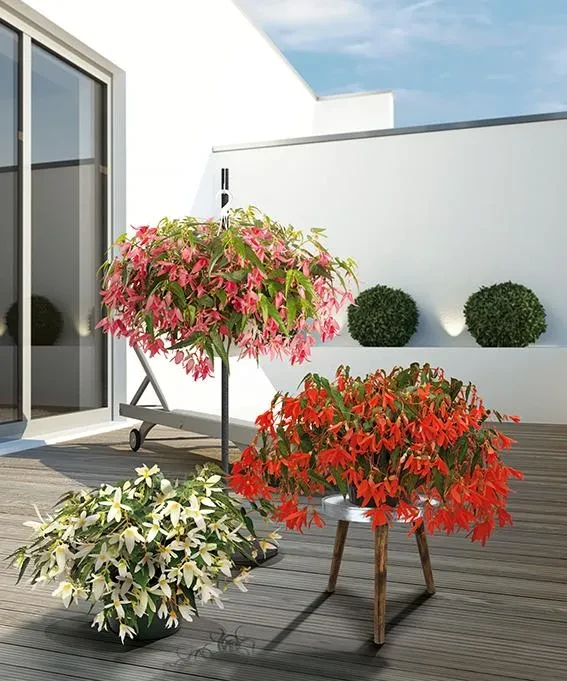 Sun Cities Collection Picture of the 3 Flowers from Sun Cities Collection