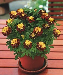 Super Hero™ Spry - Tagetes patula - AAS Winner Flower Super Hero™ Spry - Tagetes patula - AAS Winner