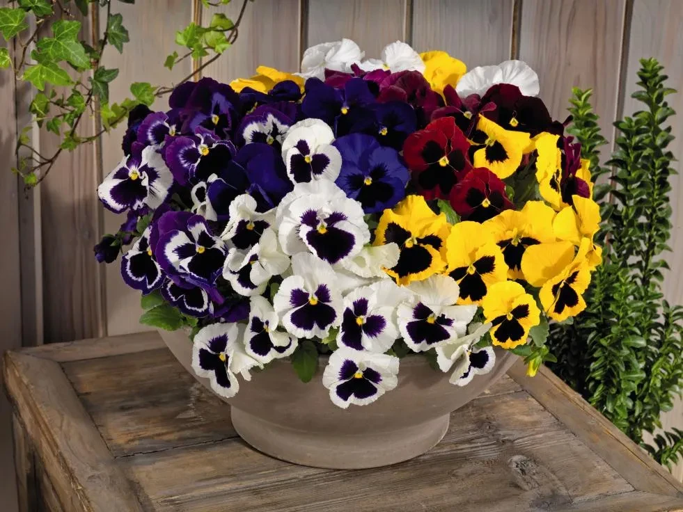 Viola wittrockiana Inspire® DeluXXe Maxi Mix Viola wittrockiana Inspire® DeluXXe Maxi Mix