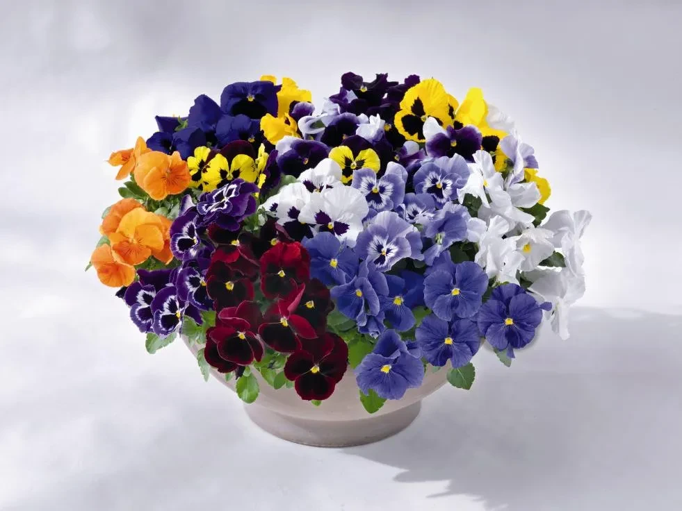 Viola wittrockiana Inspire® Plus Maxi Mix Viola wittrockiana Inspire® Plus Maxi Mix