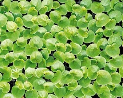 Youngplants from BeGreen treated seed Youngplants from BeGreen treated seed