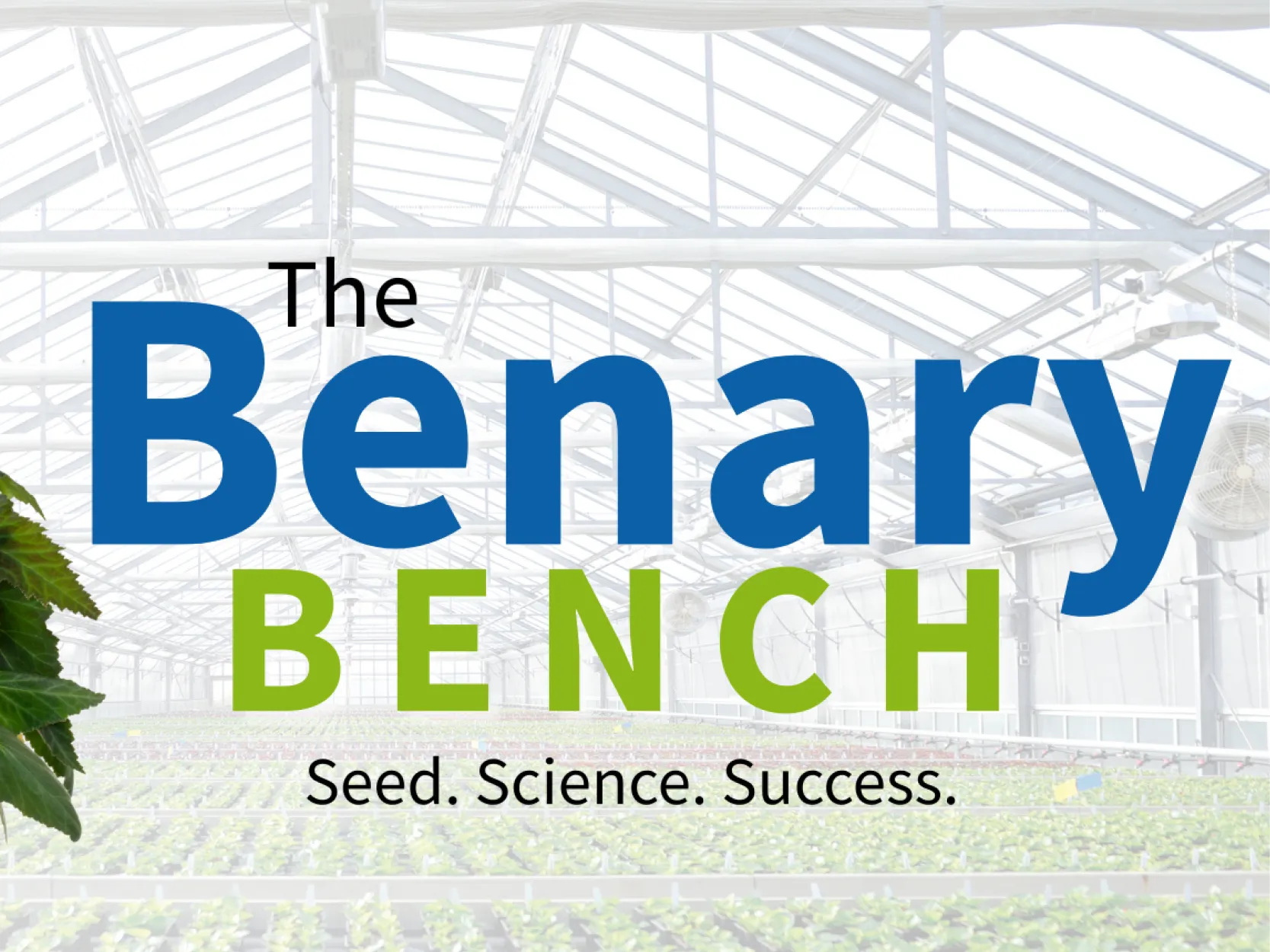 Benary Bench