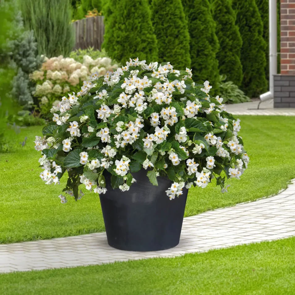 BIG® White Green Leaf: Hot for patios and landscaping BIG® White Green Leaf: Hot for patios and landscaping