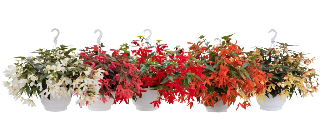 New Begonia boliviensis Groovy: 5 clear and vibrant colors New Begonia boliviensis Groovy: 5 clear and vibrant colors